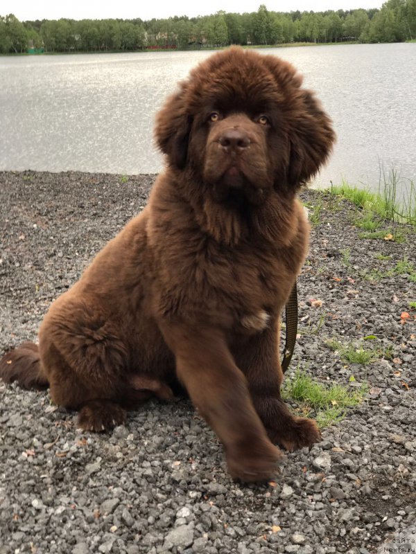 Фото: ньюфаундленд Браунблад МСК Ларчи Ардон (Brownblood MSK Larchie Ardon)