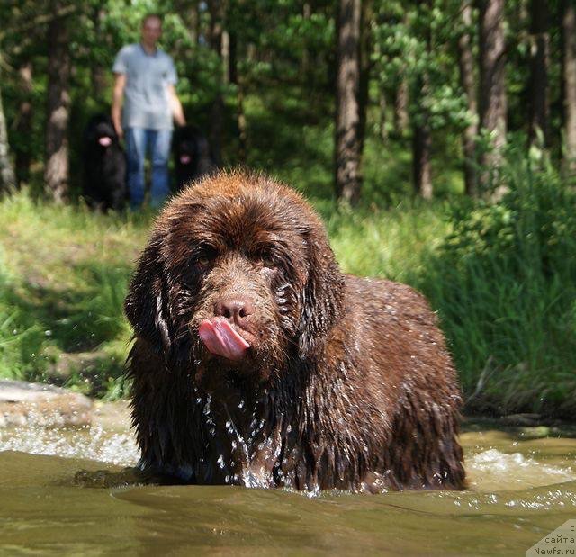 Фото: ньюфаундленд Браунблад МСК Армата Лойар Аид (Brownblood MSK Armata Loyar Aid)