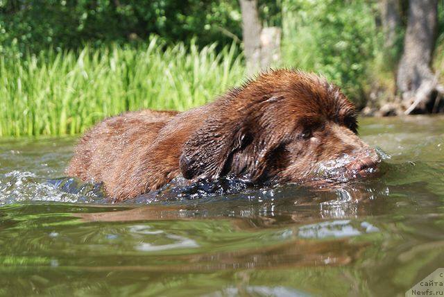 Фото: ньюфаундленд Браунблад МСК Армата Лойар Аид (Brownblood MSK Armata Loyar Aid)