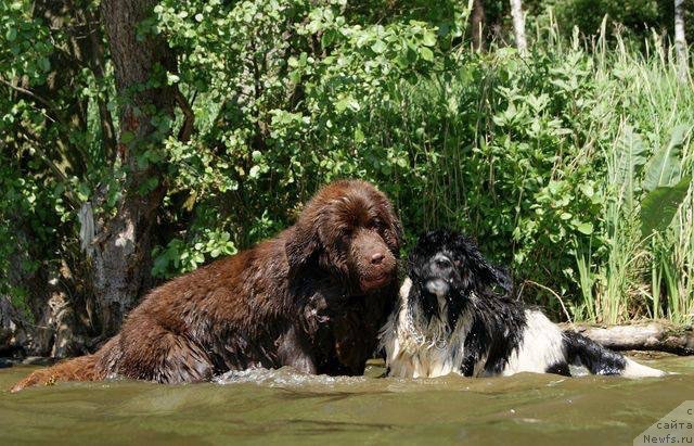 Фото: ньюфаундленд Браунблад МСК Армата Лойар Аид (Brownblood MSK Armata Loyar Aid)