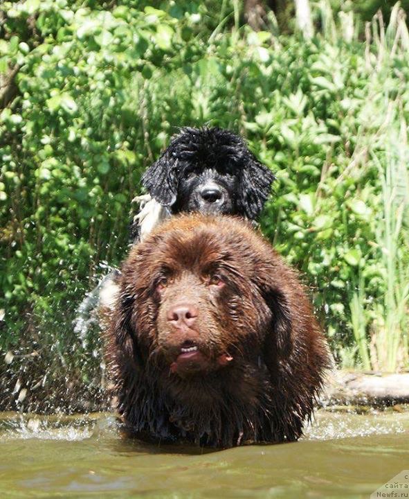Фото: ньюфаундленд Браунблад МСК Армата Лойар Аид (Brownblood MSK Armata Loyar Aid)