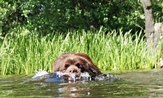 Фото: ньюфаундленд Браунблад МСК Армата Лойар Аид (Brownblood MSK Armata Loyar Aid)