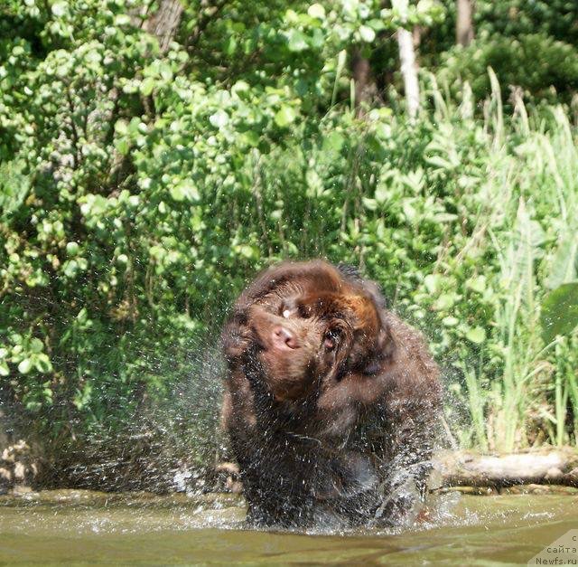 Фото: ньюфаундленд Браунблад МСК Армата Лойар Аид (Brownblood MSK Armata Loyar Aid)