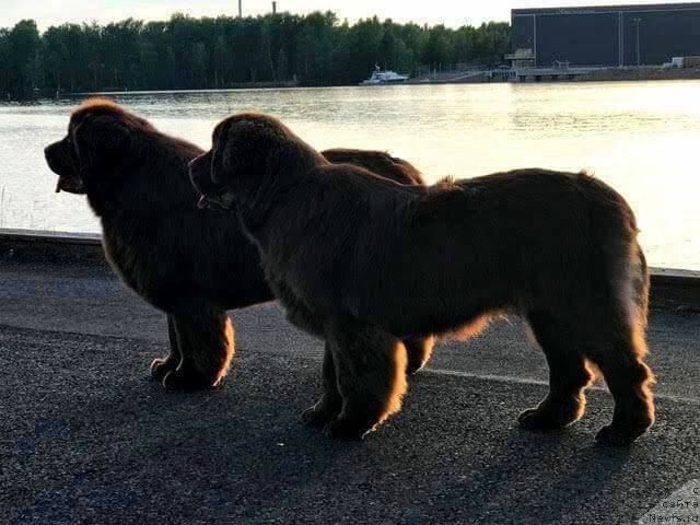 Фото: ньюфаундленд Vaskipuron Hercules Hirmuinen, ньюфаундленд Браунблад МСК Альфа-Ромео Голд Бадди (Brownblood MSK Alfa-Romeo Gold Baddy)