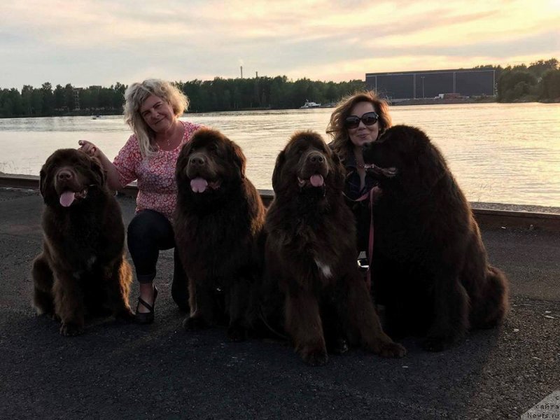 Фото: ньюфаундленд Браунблад МСК Альфа-Ромео Голд Бадди (Brownblood MSK Alfa-Romeo Gold Baddy), ньюфаундленд Vaskipuron Hercules Hirmuinen