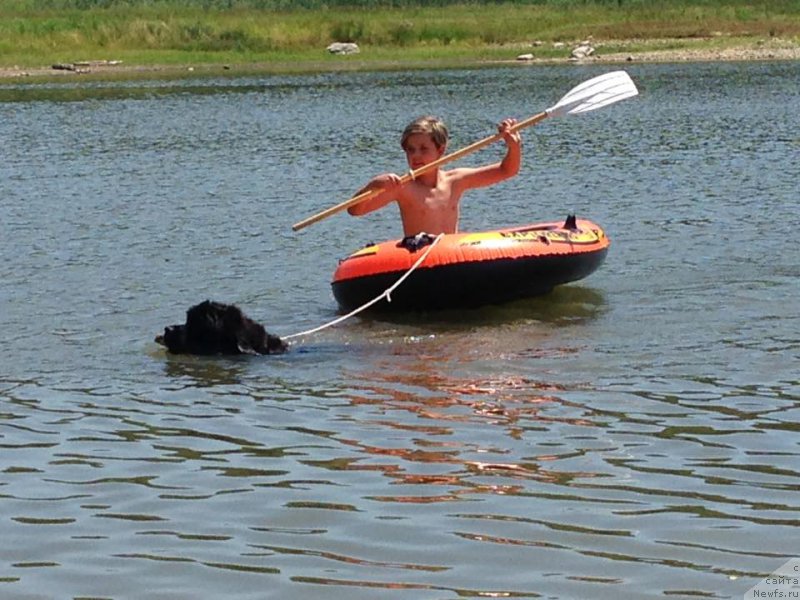 Фото: ньюфаундленд Ньюфорт Инстинкт Виннер Кнайт Итус