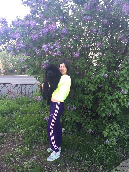 Фото: ПОЧТИ 3 МЕСЯЦА, ньюфаундленд Ньюфорт Леонардо