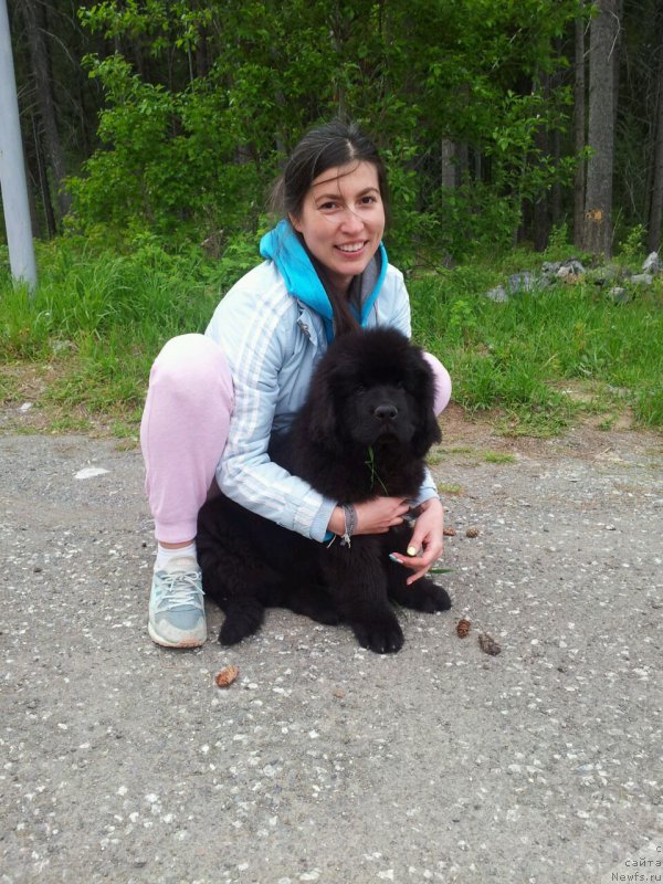 Фото: ньюфаундленд Ньюфорт Леонардо