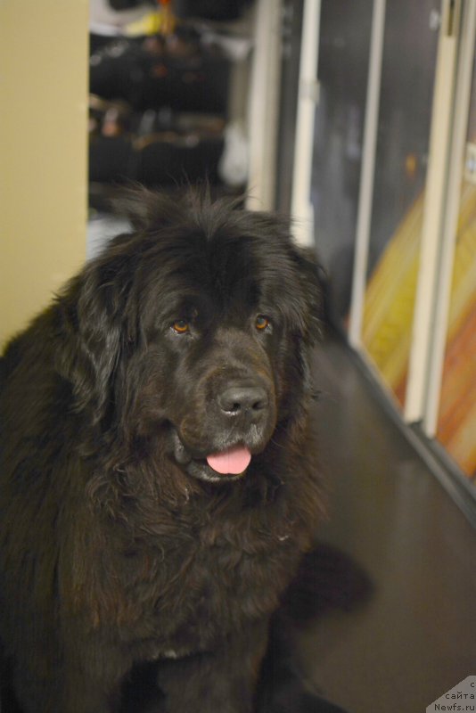 Фото: ньюфаундленд Ван Лен Тайм Олдер