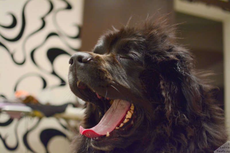 Фото: ньюфаундленд Ван Лен Тайм Олдер