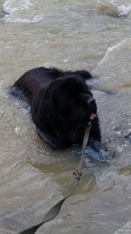 Фото: ньюфаундленд Стинг Вандерфул Синди