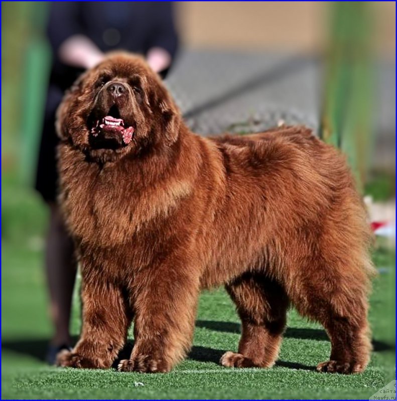 Фото: ньюфаундленд Браунблад МСК Хаким Голд Хайдар (Brownblood MSK Hakim Gold Haydar)