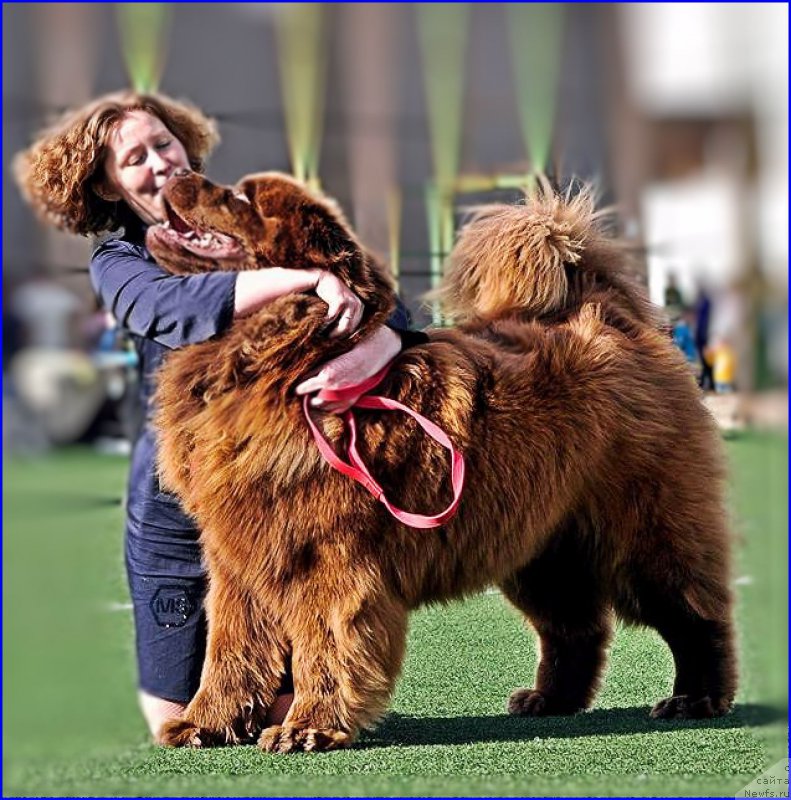 Фото: ньюфаундленд Браунблад МСК Хаким Голд Хайдар (Brownblood MSK Hakim Gold Haydar)