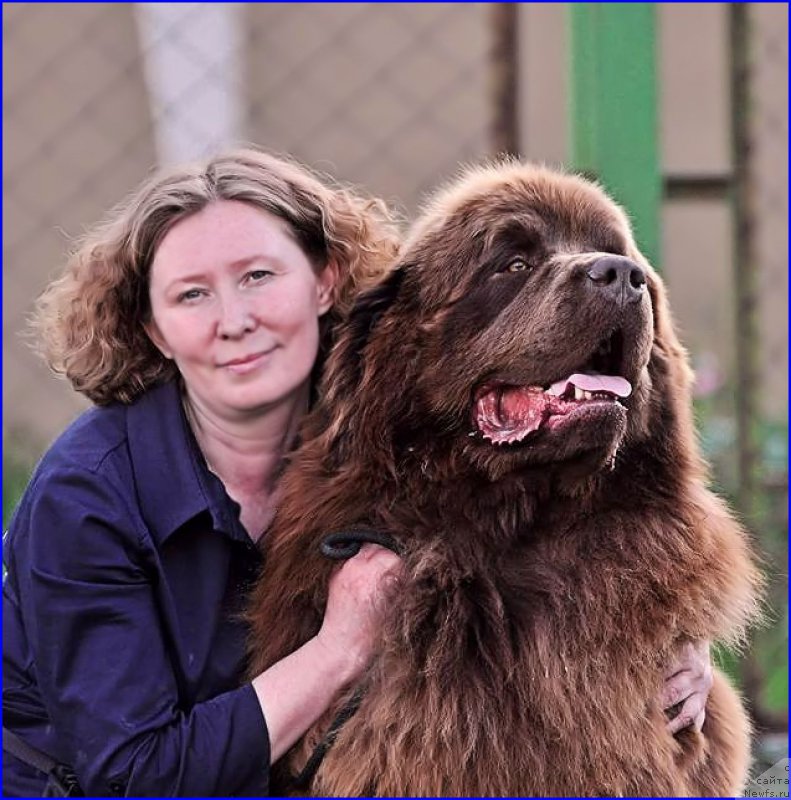 Фото: ньюфаундленд Браунблад МСК Хаким Голд Хайдар (Brownblood MSK Hakim Gold Haydar)