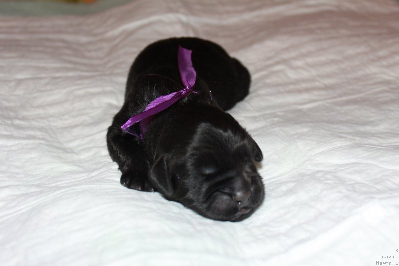 Фото: ньюфаундленд Терра Виктория Кинг оф зе Сан