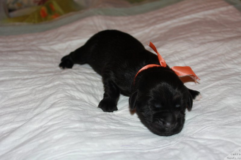 Фото: ньюфаундленд Терра Виктория Кей ту Май Харт (Terra Victoria Key to my Heart)