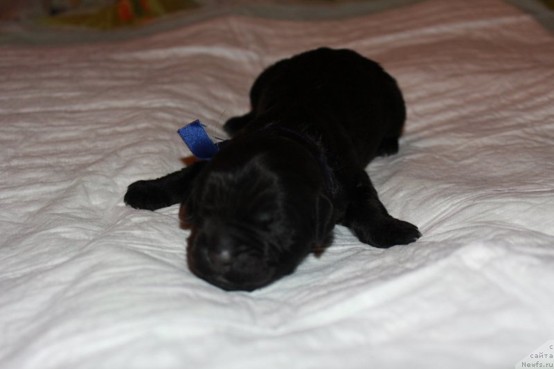 Фото: ньюфаундленд Терра Виктория Кевин эс эль Амор