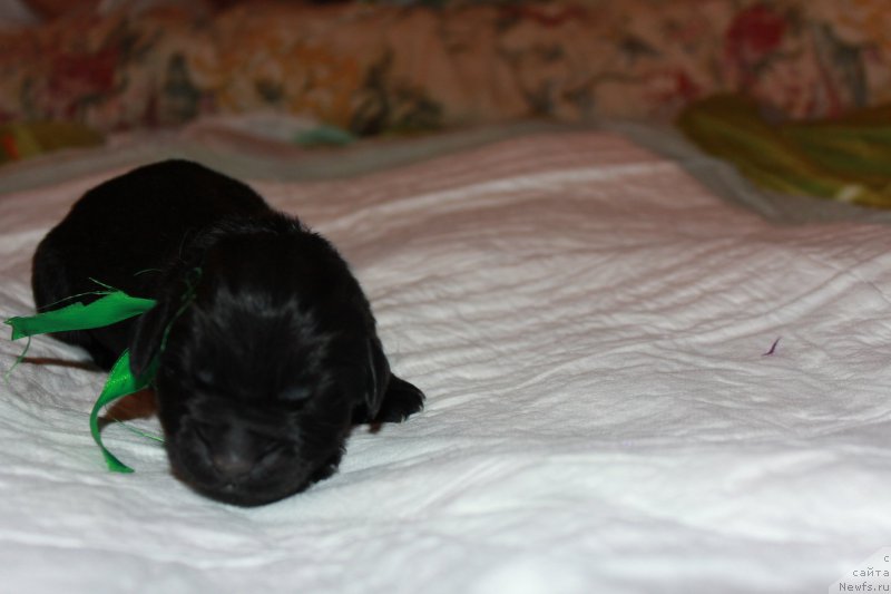 Фото: ньюфаундленд Терра Виктория Кипер оф Тайм