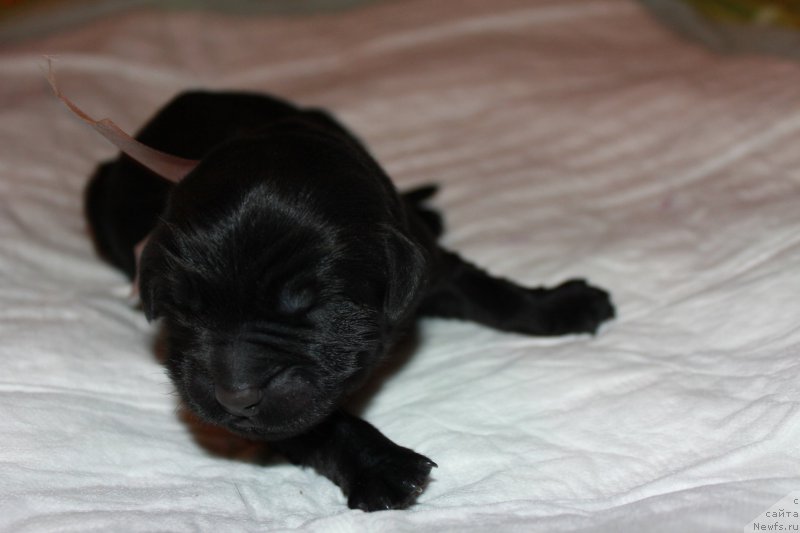 Фото: ньюфаундленд Терра Виктория Кензо Фловер