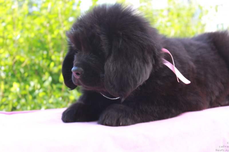 Фото: ньюфаундленд Терра Виктория Кензо Фловер