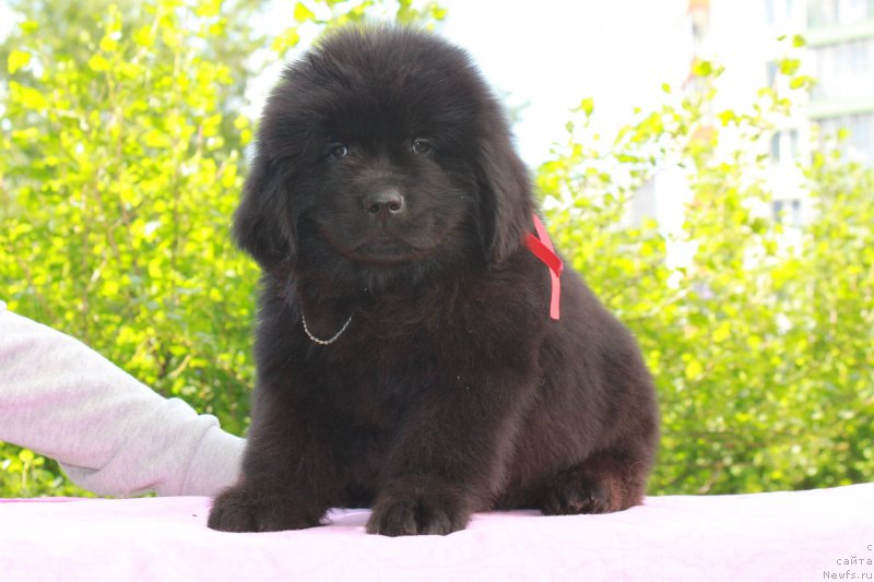 Фото: ньюфаундленд Терра Виктория Киндред Спирит (Terra Victoria Kindred Spirit)