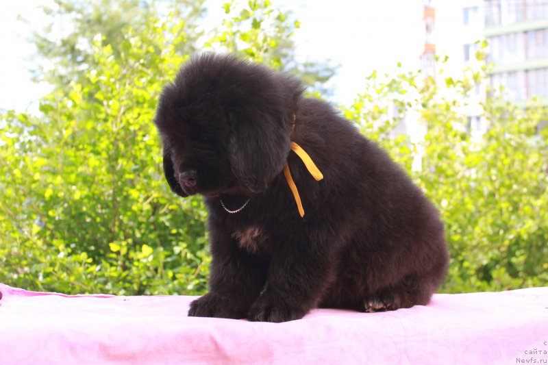 Фото: ньюфаундленд Терра Виктория Кисс ми Эгейн