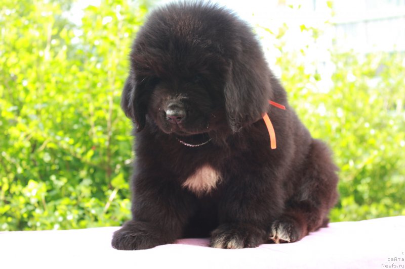 Фото: ньюфаундленд Терра Виктория Кей ту Май Харт (Terra Victoria Key to my Heart)