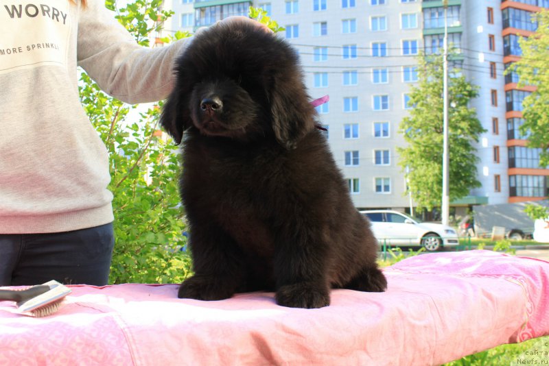 Фото: ньюфаундленд Терра Виктория Кинг оф зе Сан