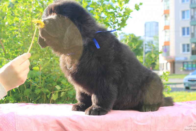 Фото: ньюфаундленд Терра Виктория Кевин эс эль Амор