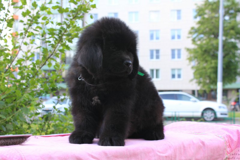 Фото: ньюфаундленд Терра Виктория Кипер оф Тайм