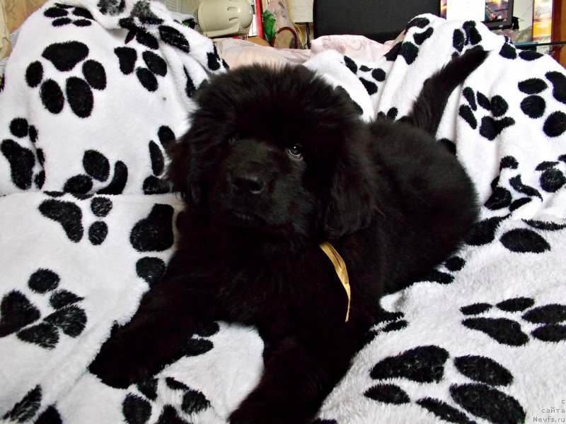 Фотография № 226469