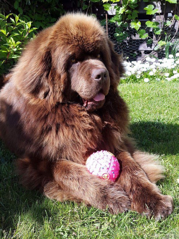 Фото: ньюфаундленд Браунблад МСК Хаиес Хаго (Brownblood MSK Hayes Hago)