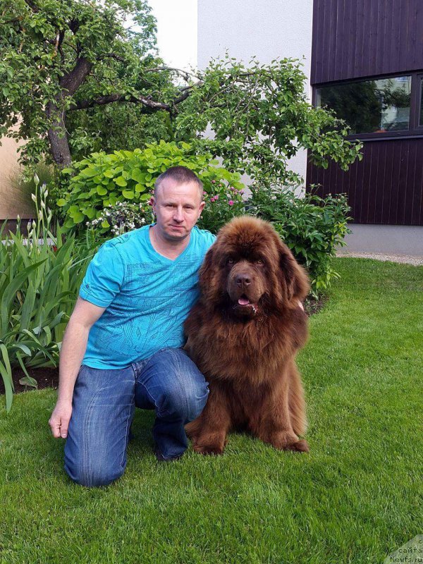 Фото: ньюфаундленд Браунблад МСК Хаиес Хаго (Brownblood MSK Hayes Hago)