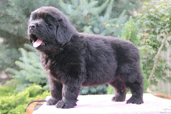 Фотография № 226473