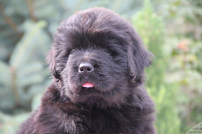 Фотография № 226474