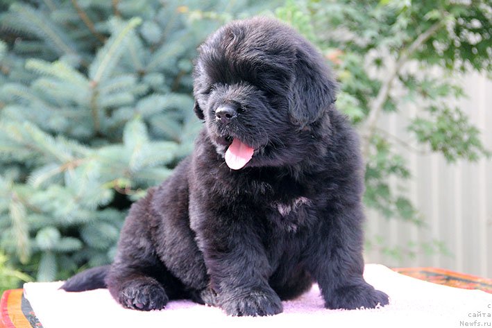 Фотография № 226475