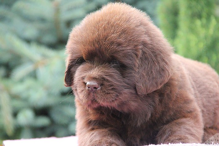 Фотография № 226477