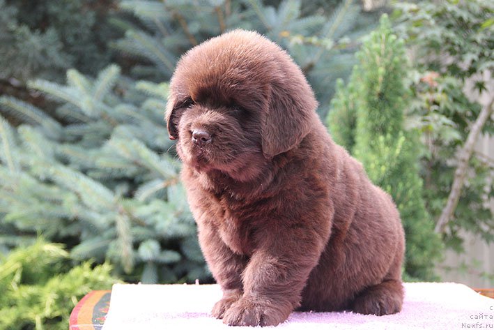 Фотография № 226478