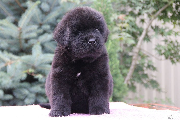 Фото: ньюфаундленд Лейла с Берега Дона (Lejla s Berega Dona)