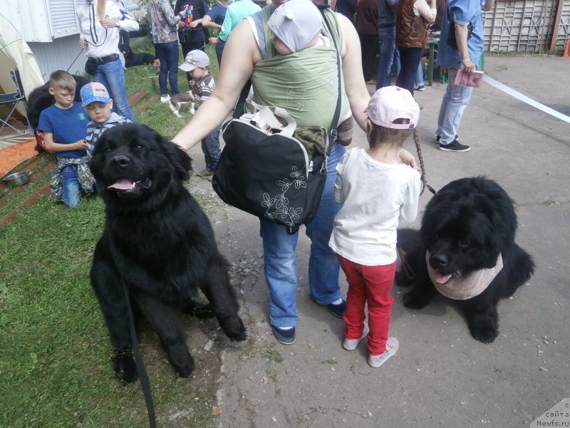 Фото: ньюфаундленд Купава Красавица Водяная Лилия, ньюфаундленд Чарльз Балу Блек Биар