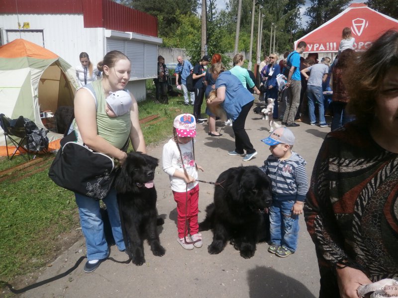 Фото: ньюфаундленд Купава Красавица Водяная Лилия, ньюфаундленд Чарльз Балу Блек Биар