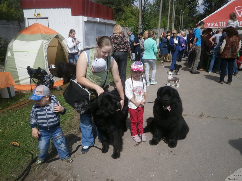 Фото: ньюфаундленд Купава Красавица Водяная Лилия, ньюфаундленд Чарльз Балу Блек Биар