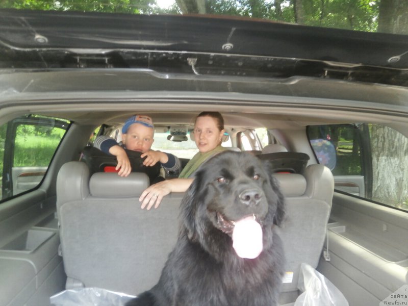 Фото: ньюфаундленд Купава Красавица Водяная Лилия