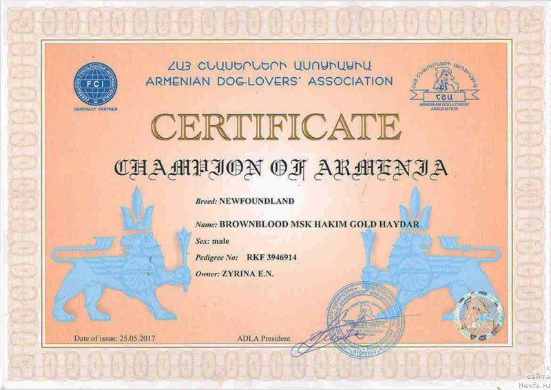 Фото: ньюфаундленд Браунблад МСК Хаким Голд Хайдар (Brownblood MSK Hakim Gold Haydar)