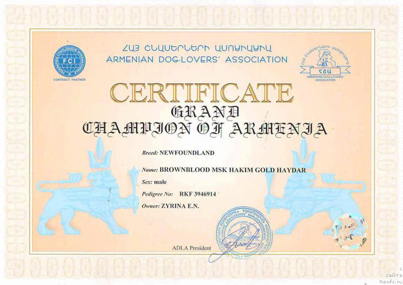 Фото: ньюфаундленд Браунблад МСК Хаким Голд Хайдар (Brownblood MSK Hakim Gold Haydar)