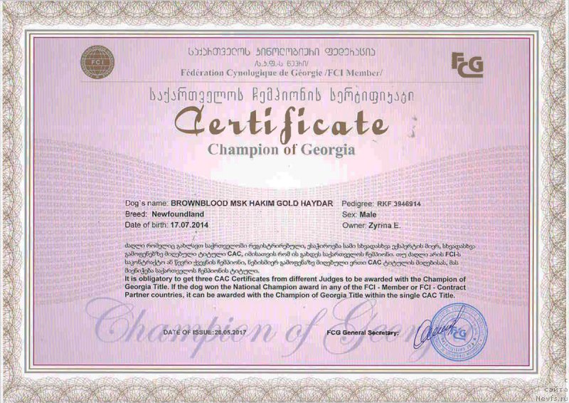 Фото: ньюфаундленд Браунблад МСК Хаким Голд Хайдар (Brownblood MSK Hakim Gold Haydar)