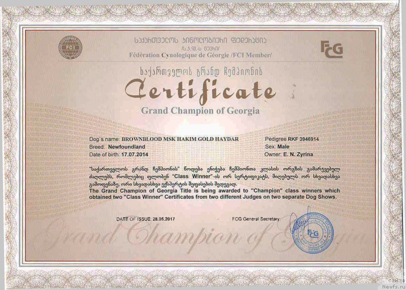 Фото: ньюфаундленд Браунблад МСК Хаким Голд Хайдар (Brownblood MSK Hakim Gold Haydar)