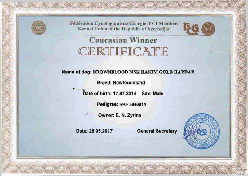 Фото: ньюфаундленд Браунблад МСК Хаким Голд Хайдар (Brownblood MSK Hakim Gold Haydar)