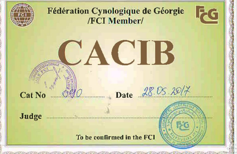 Фото: ньюфаундленд Браунблад МСК Хаким Голд Хайдар (Brownblood MSK Hakim Gold Haydar)