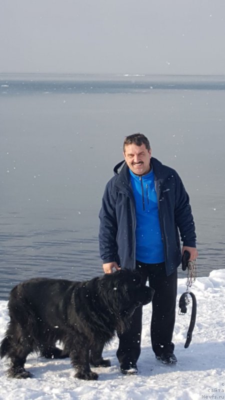 Фото: ньюфаундленд Санта Эсмеральда